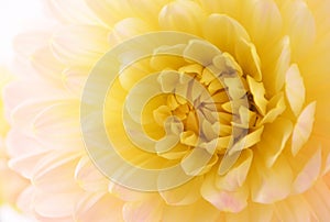 Pale yellow dahlia