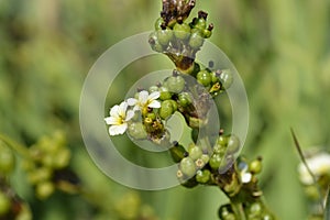 Pale Yellow-eyed Grass