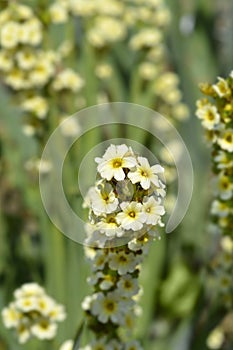 Pale Yellow-eyed Grass