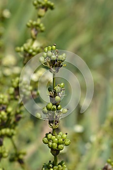 Pale Yellow-eyed Grass