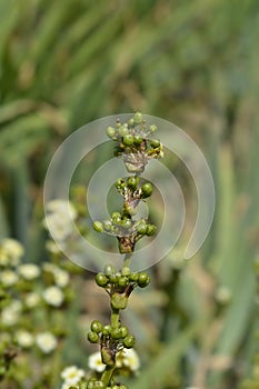 Pale Yellow-eyed Grass