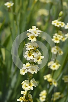 Pale Yellow-eyed Grass