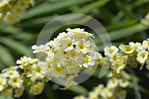 Pale Yellow-eyed Grass