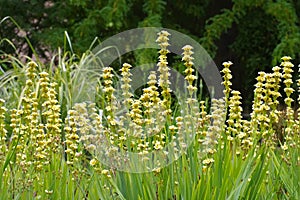 Pale yellow-eyed-grass or Sisyrinchium striatum