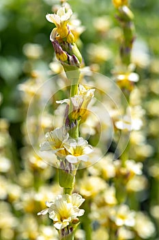 Pale yellow eyed grass sisyrinchium striatum flowers