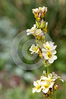 Pale yellow eyed grass sisyrinchium striatum flowers