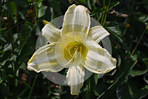 Pale Yellow Flowering Lily Blossom in a Garden