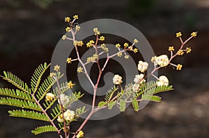 Pale yellow flowers of Acacia terminalis known as sunshine wattle