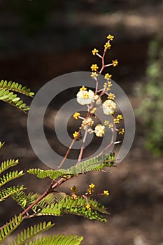 Pale yellow flowers of Acacia terminalis known as sunshine wattle