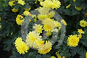 Pale yellow flowers of Chrysanthemums