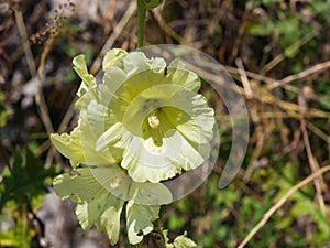 Pale yellow flowers on Hollyhock, Alcea Rugosa, close-up with bokeh background, selective focus, shallow DOF