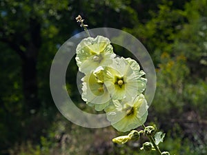 Pale yellow flowers on Hollyhock, Alcea Rugosa, close-up with bokeh background, selective focus, shallow DOF