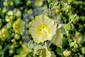Pale yellow flowers and seeds capsules of blooming Hollyhock, Al