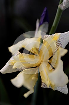 Pale Yellow Iris Flower