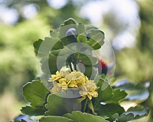 Pale yellow Kalanchoe flowers natural bouquet