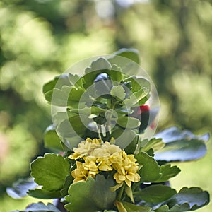 Pale yellow Kalanchoe flowers natural bouquet