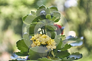 Pale yellow Kalanchoe flowers natural bouquet