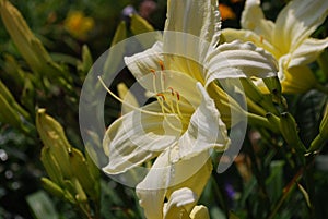 Pale Yellow Lily in a Garden of Daylilies