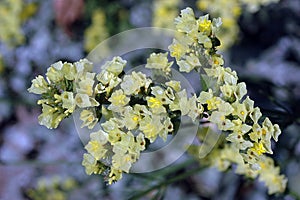 Pale Yellow Limonium sinuatum in Bloom photo