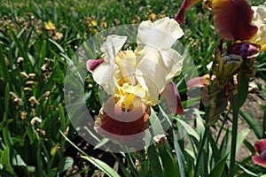Pale yellow and red flower of iris