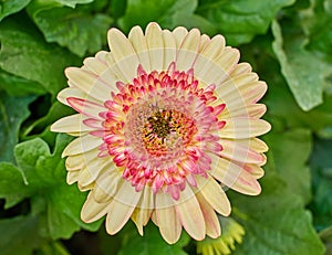 Pale yellow and red Gerber daisy closeup