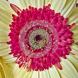 Pale yellow and red Gerber daisy