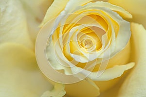 Pale yellow rose background