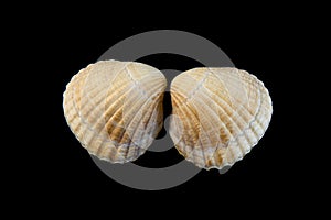 Pale yellow shell on black background