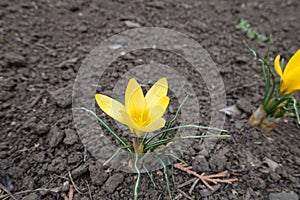 Pale yellow single flower of crocus