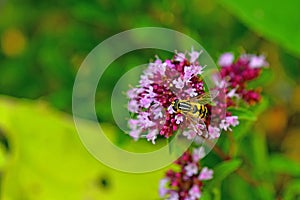 Palearctic hoverfly on a thyme flower