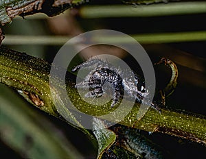 Palearctic Jumping Spider