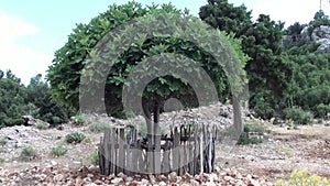 Paled fig tree in the countryside