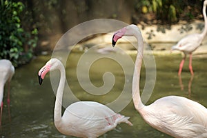 Paled pink color flamingo bird standing in the water