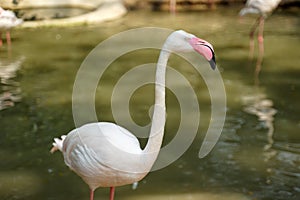 Paled pink color flamingo bird standing in the water