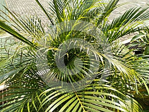 Palem kuning or Dypsis lutescens plant in the garden