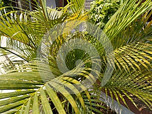 Palem kuning or Dypsis lutescens plant in the garden photo