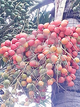 Palem tree, an ornamental plant with colorful fruits photo