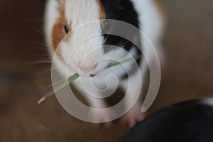 Palembang, south sumatera, the rabbit is being fed