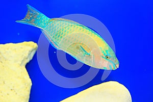 Palenose Parrotfish