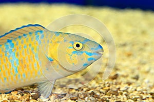Palenose Parrotfish