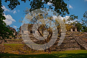 Palenque, Chiapas, Mexico: Ancient Mayan city among trees in Sunny weather