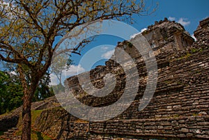 Palenque, Chiapas, Mexico: Ancient Mayan pyramid with steps among the trees in Sunny weather