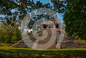 Palenque, Chiapas, Mexico: Ancient Mayan pyramid with steps among the trees in Sunny weather