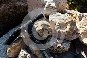 Palentological finds at a limestone quarry