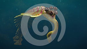 Swimming Opabinia regalis, prehistoric aquatic animal from the Cambrian Period 3d science illustration photo