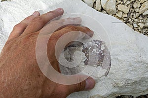 A paleontologist examines fossils. Armour of ancient amphibians in stone.