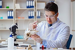 The paleontologist looking at extinct animal bone