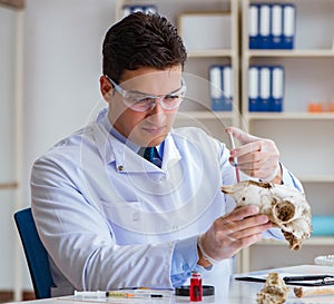 Paleontologist looking at extinct animal bone