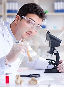 Paleontologist looking at extinct animal bone