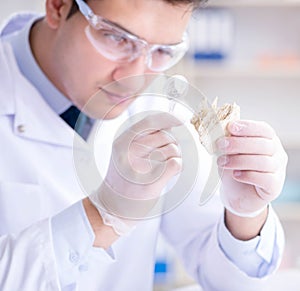 Paleontologist looking at extinct animal bone